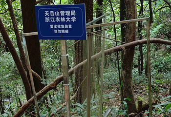 天目山自然保护区第 95 张图片