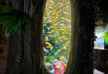 河内乐天世界水族馆第 30 张图片