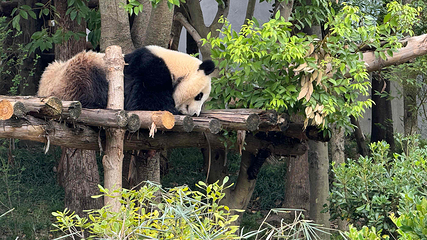 成都大熊猫繁育研究基地第 103 张图片