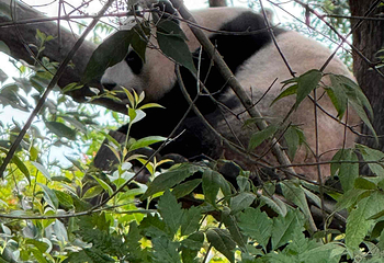 成都大熊猫繁育研究基地第 421 张图片