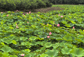 荷塘月色湿地公园第 37 张图片