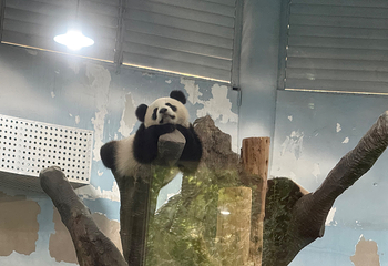 成都大熊猫繁育研究基地第 654 张图片
