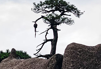 三清山风景区第 409 张图片