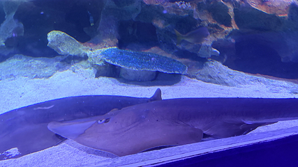 吉隆坡城中城水族馆第 91 张图片