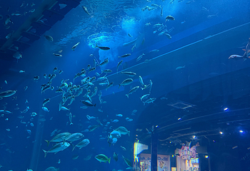 DMM Kariyushi水族馆第 22 张图片