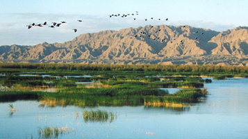 青铜峡鸟岛自然保护区