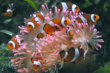 水族馆－水上动物园第 15 张图片