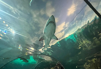 莱利大烟山水族馆第 15 张图片