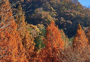 天目山自然保护区第 62 张图片