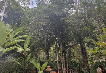Flying Hanuman丛林飞跃第 14 张图片
