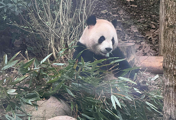 成都大熊猫繁育研究基地第 397 张图片