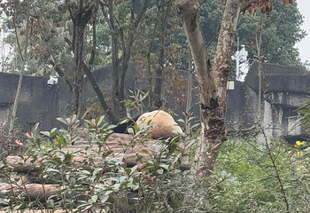 成都大熊猫繁育研究基地第 765 张图片