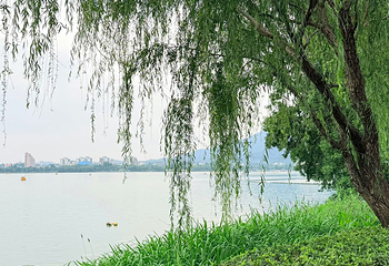 玄武湖景区第 103 张图片