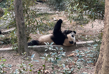 成都大熊猫繁育研究基地第 223 张图片