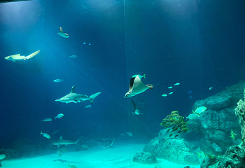丹麦国立水族馆第 31 张图片