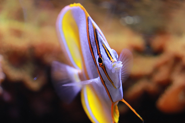里昂水族馆第 10 张图片