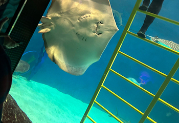 佛州水族馆第 20 张图片