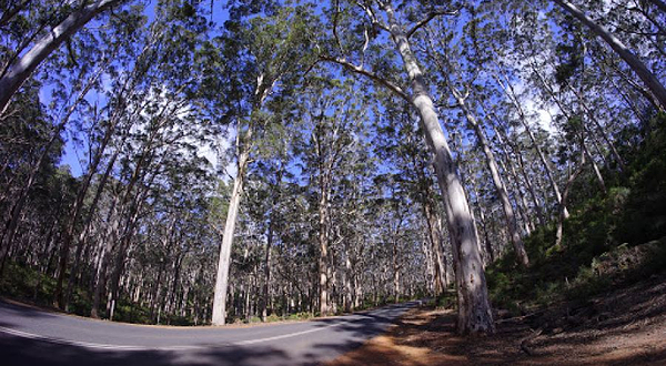 Boranup Forest Viewpoint