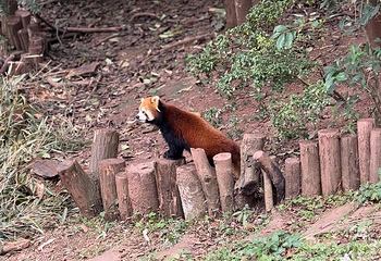成都大熊猫繁育研究基地第 153 张图片