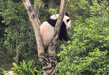 成都大熊猫繁育研究基地第 311 张图片