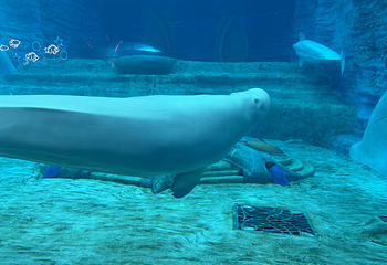 三亚亚特兰蒂斯失落的空间水族馆第 186 张图片