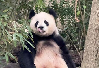 成都大熊猫繁育研究基地第 794 张图片