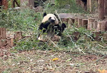 成都大熊猫繁育研究基地第 662 张图片
