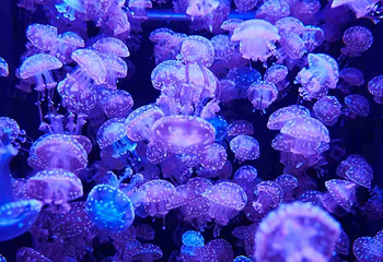 海滨城浩海立方海洋公园第 50 张图片