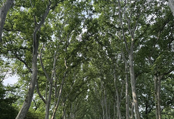 钟山风景名胜区第 210 张图片