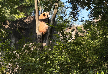 成都大熊猫繁育研究基地第 373 张图片