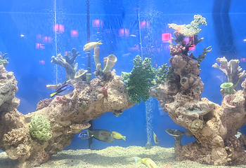 长春中泰海洋世界第 25 张图片
