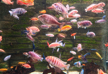 济州岛Aqua Planet水族馆第 60 张图片