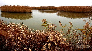 丹东鸭绿江口湿地国家级自然保护区
