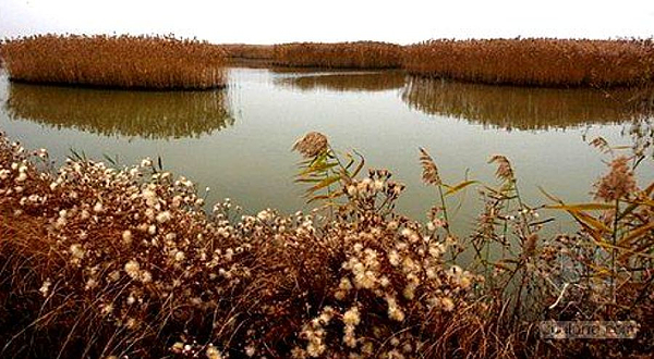 丹东鸭绿江口湿地国家级自然保护区