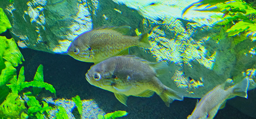 里昂水族馆第 13 张图片