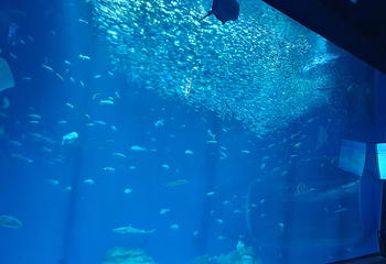茨城县大洗水族馆第 28 张图片