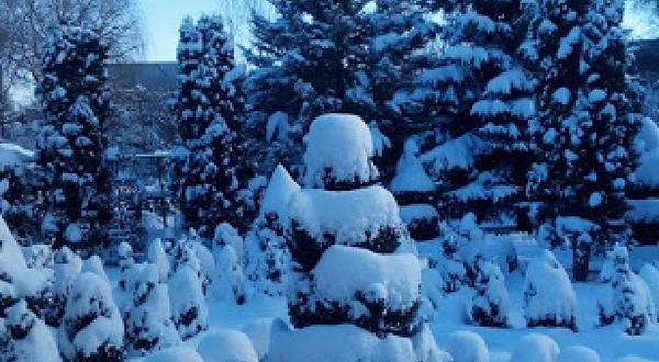 Ornamental plant nursery