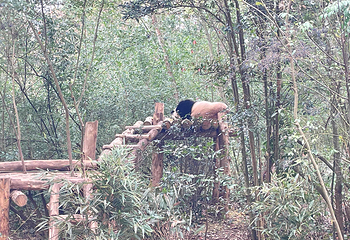 成都大熊猫繁育研究基地第 699 张图片