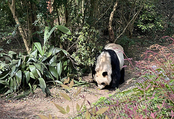 成都大熊猫繁育研究基地第 318 张图片