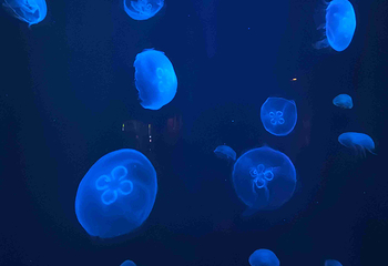 迪拜“失落的世界”水族馆第 16 张图片