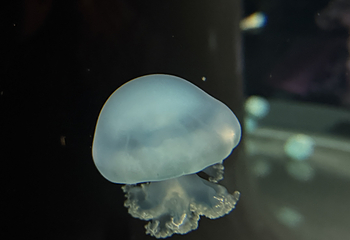 新加坡海洋生态馆第 155 张图片