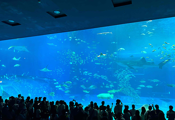 冲绳美丽海水族馆第 76 张图片