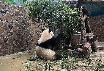 成都大熊猫繁育研究基地第 412 张图片