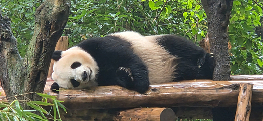 成都大熊猫繁育研究基地第 161 张图片