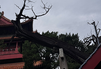曲阜三孔景区第 232 张图片