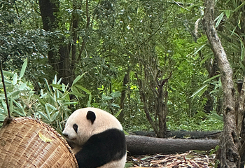 成都大熊猫繁育研究基地第 344 张图片