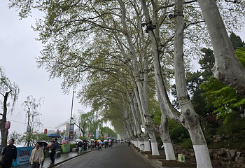 玄武湖景区第 146 张图片