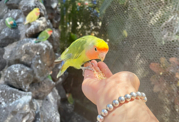 夏威夷海洋生物公园第 26 张图片