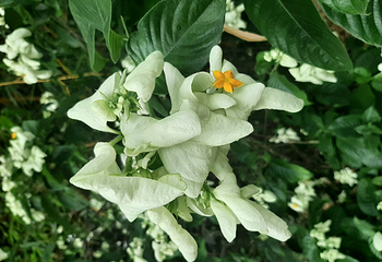 布里斯班植物园第 25 张图片