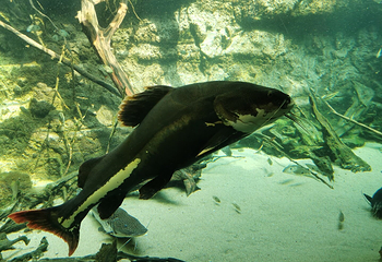 丹麦国立水族馆第 17 张图片